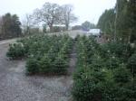 Dane End Christmas Tree Farm Shop in Nr Ware