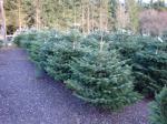 Dane End Christmas Tree Farm Shop in Nr Ware