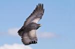 International Centre for Birds of Prey Duncombe Attraction in Helmsley